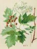 Baum Blatt Frucht von Sorbus torminalis